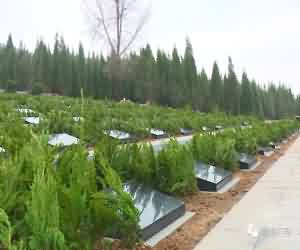 探析我国纪念性景观设计的特点与方向