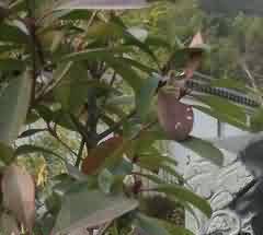 明清文言人鬼婚恋小说文体的分类