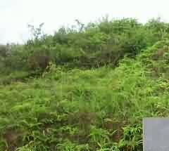 殉葬
