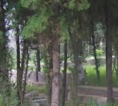 设定经营性墓地使用权的期限