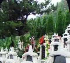 墓园植物选择特点