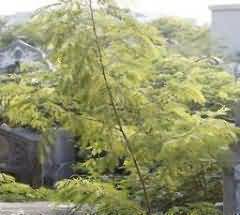 乡村治理视野下农村殡葬治理困境的研究意义