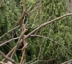 倡导绿色、生态殡葬