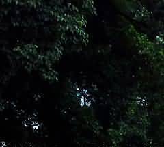 用传统土葬直接接种绿色殡葬