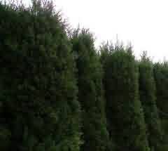 唐卡和敦煌壁画艺术现存问题分析