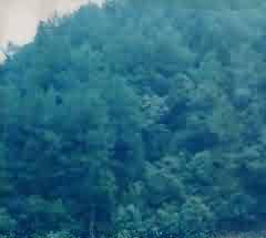 宗教法人认证严格化的表现