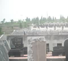 树葬公园植物特征