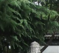 高密市“四化”推进殡葬专项治理工作