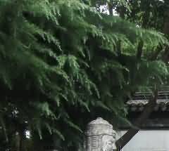 高密市“四化”推进殡葬专项治理工作