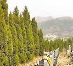改变殡葬业的垄断经营